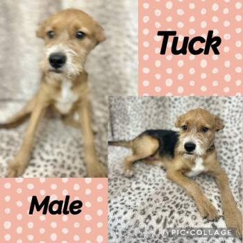 Tuck -  Wirehaired Terrier Dog for Adoption in Manchester, Connecticut - Tuck | PetCurious