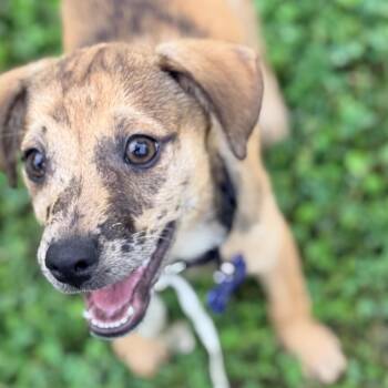 Shell -  Terrier Dog for Adoption in Columbia, Maryland - Shell | PetCurious