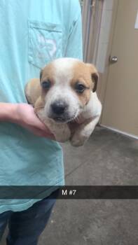 Pit Bull Terrier Dogs Available for Adoption in Swainsboro, Georgia - Naveen | PetCurious