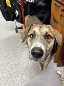 German Shepherd Dog and Mixed Breed Dogs Available for Adoption in Pasadena, Texas - A184796 | PetCurious