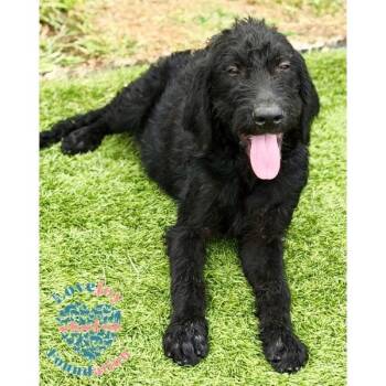 Raven Litter -  Labrador Retriever and Goldendoodle Dog for Adoption in Inglewood, California - Raven Litter | PetCurious