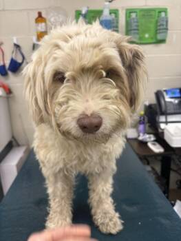 Silky Terrier Dogs Available for Adoption in Mobile, Alabama - BENGY | PetCurious