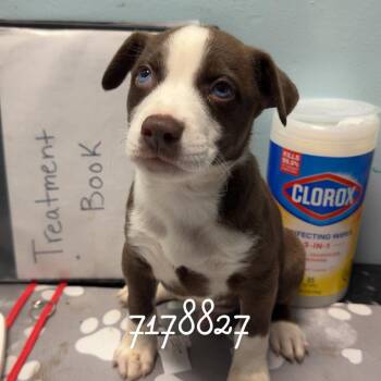 Border Collie and Pit Bull Terrier Dogs Available for Adoption in Chico, California - BETA | PetCurious