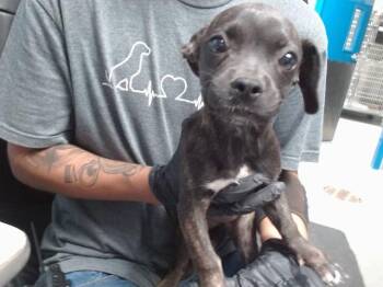 TIFFANY -  French Bulldog and Cairn Terrier Dog for Adoption in Albuquerque, New Mexico - TIFFANY | PetCurious