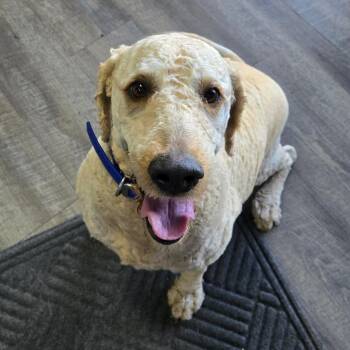 Standard Poodle Dogs Available for Adoption in Idaho Falls, Idaho - Maverick | PetCurious
