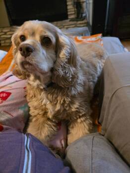 Cocker Spaniel Dogs Available for Adoption in Austin, Texas - Rory | PetCurious