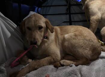 Labrador Retriever and Mixed Breed Dogs Available for Adoption - Behling / Sunshine | PetCurious