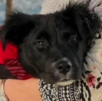 Mojave -  Mixed Breed Dog for Adoption in New York, New York - Mojave | PetCurious