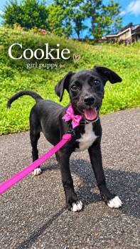 Cookie - vaccinated, low adoption fee -  Labrador Retriever and Pointer Dog for Adoption in Isabela, Isabela - Cookie - Vaccinated, Low Adoption Fee | PetCurious