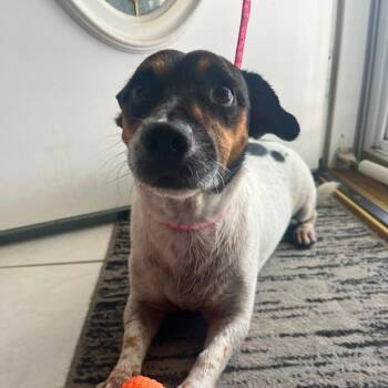 Roxy -  Jack Russell Terrier and Mixed Breed Dog for Adoption in Merritt Island, Florida - Roxy | PetCurious