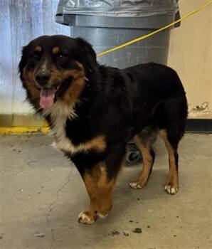 Australian Shepherd and Mixed Breed Dogs Available for Adoption - BRUTUS | PetCurious