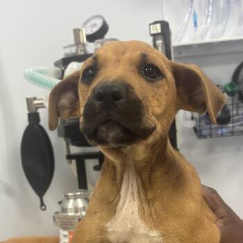 Sonic -  Mixed Breed Dog for Adoption - Sonic | PetCurious