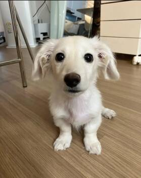 Tiny -  Dachshund Dog for Adoption in Mount Pleasant, South Carolina - Tiny | PetCurious