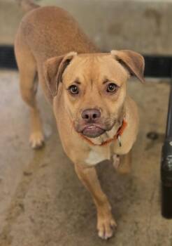 Louis -  Mixed Breed Dog for Adoption in Viroqua, Wisconsin - Louis | PetCurious