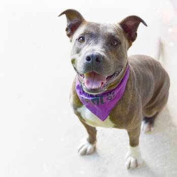 Rescue Mixed Breed Dogs for Adoption in Kailua-kona, Hawaii - Callie | PetCurious