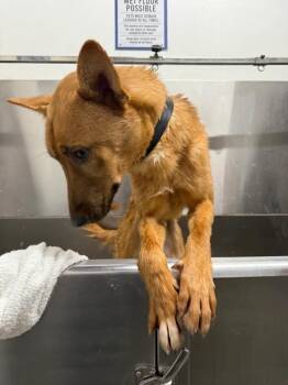 Jax -  Mixed Breed and Shepherd Dog for Adoption in Ellijay, Georgia - Jax | PetCurious