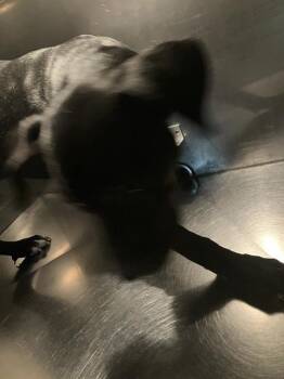 Rescue Mixed Breed Dogs for Adoption in Dallas, Texas - ZEUS | PetCurious