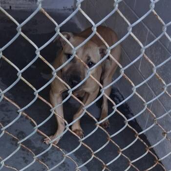 Wes -  Mixed Breed Dog Available for Adoption in Summerville, South Carolina - Wes | PetCurious