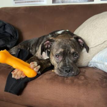 Rescue Pit Bull Terrier Dogs for Adoption in Harrisonburg, Virginia - Bonnie | PetCurious