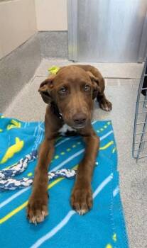 Great Dane and Mixed Breed Dogs Available for Adoption in Leesburg, Virginia - BIRCH | PetCurious