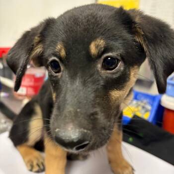 Soosey -  Shepherd and Mixed Breed Dog for Adoption in Yuma, Arizona - Soosey | PetCurious