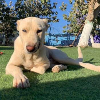 Rescue Canaan Dog Dogs for Adoption in New York, New York - Batal | PetCurious