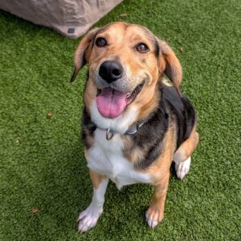 Rescue Hound and Mixed Breed Dogs for Adoption in Gainesville, Georgia - Ruby | PetCurious