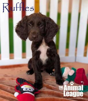 Rescue English Springer Spaniel and Chocolate Labrador Retriever Dogs for Adoption in Groveland, Florida - Ruffles | PetCurious