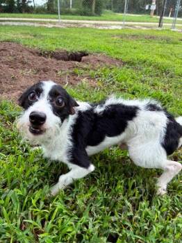 Sid -  Miniature Schnauzer Dog for Adoption in Mason City, Illinois - Sid | PetCurious