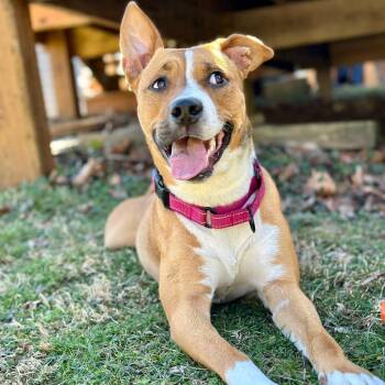Koli -  American Staffordshire Terrier Dog for Adoption in Pittsburgh, Pennsylvania - Koli | PetCurious