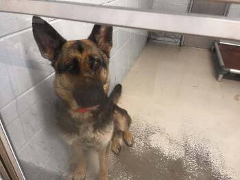 Tawny -  German Shepherd Dog Dog for Adoption in Suamico, Wisconsin - Tawny | PetCurious