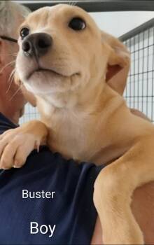 Buster -  Labrador Retriever and Collie Dog for Adoption in Thompson Falls, Montana - Buster | PetCurious