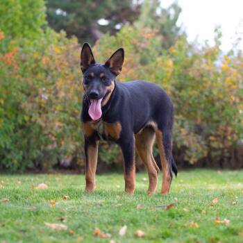 Scooby -  Doberman Pinscher and Shepherd Dog for Adoption in New Washoe City, Nevada - Scooby | PetCurious