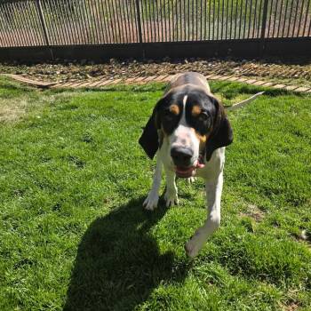 Malcom -  Hound and Mixed Breed Dog for Adoption in Salt Lake City, Utah - Malcom | PetCurious