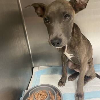 Rescue Mixed Breed Dogs for Adoption in Charleston, West Virginia - Grey | PetCurious