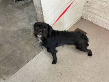 Rescue Tibetan Terrier and Mixed Breed Dogs for Adoption in San Bernardino, California - KLINE | PetCurious