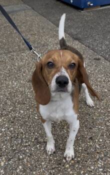 Beagle Dogs Available for Adoption in Wantagh, New York - Honey | PetCurious