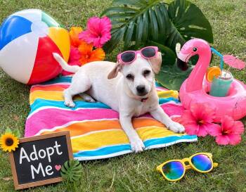KYNLEE -  Chihuahua and Dachshund Dog for Adoption in Locust Fork, Alabama - KYNLEE | PetCurious