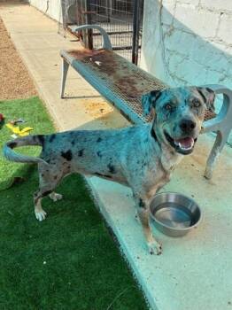 Kaiden -  Mixed Breed Dog for Adoption in New Orleans, Louisiana - Kaiden | PetCurious