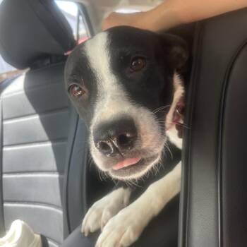 Sally -  American Staffordshire Terrier and Mixed Breed Dog for Adoption in Fort Collins, Colorado - Sally | PetCurious