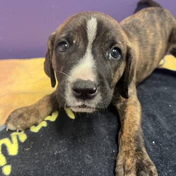 Mixed Breed Dogs Available for Adoption - Cane | PetCurious