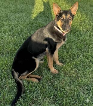 German Shepherd Dog Dogs Available for Adoption - Kira Puppy | PetCurious
