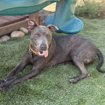 Porcini -  American Staffordshire Terrier Dog for Adoption in San Diego, California - Porcini | PetCurious