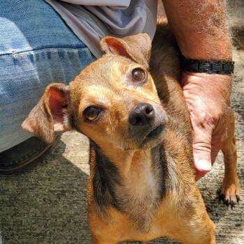 Rescue Mixed Breed Dogs for Adoption in Floresville, Texas - Esther | PetCurious