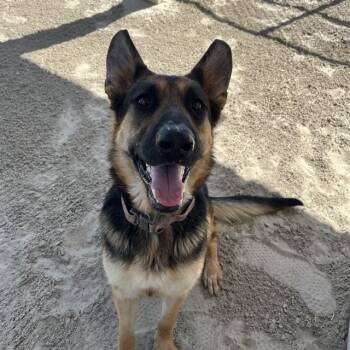 Rescue German Shepherd Dog Dogs for Adoption in Thousand Palms, California - WENDY | PetCurious