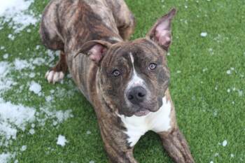 Pit Bull Terrier Dogs Available for Adoption - Hulk | PetCurious