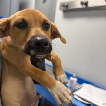 Dracula -  Mixed Breed Dog for Adoption in Greenville, South Carolina - Dracula | PetCurious