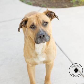 Mixed Breed Dogs Available for Adoption - Sploot | PetCurious