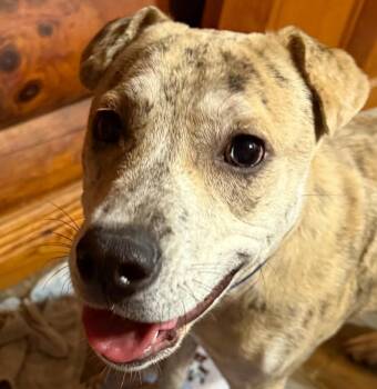 Rescue Catahoula Leopard Dog Dogs for Adoption in Farmington, Connecticut - Hank | PetCurious