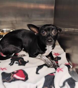 Dolly #186 -  Chihuahua Dog for Adoption in New Lexington, Ohio - Dolly #186 | PetCurious